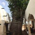 Baobab at Larabanga Mosque