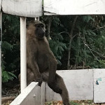 baboon