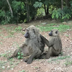 Baboons Baboons