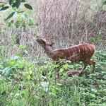 Bushbuck