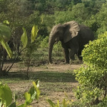 elephant