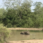 Elephant bathing in a water hole