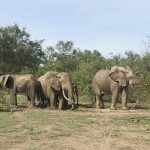 Elephants in the Mole National Park Elephants in the Mole National Park