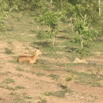 kob antilope
