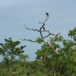 white-headed vulture
