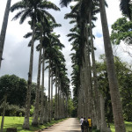 Palm avenue at Aburi Botanical Gardens PalPalm avenue at Aburi Botanical Gardens