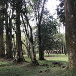 Trees in the Aburi Botanical Gardens