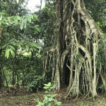 Roots of a tree in the Aburi Botanical Gardens