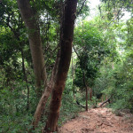 On the way up to the top of the Mount Afadjato
